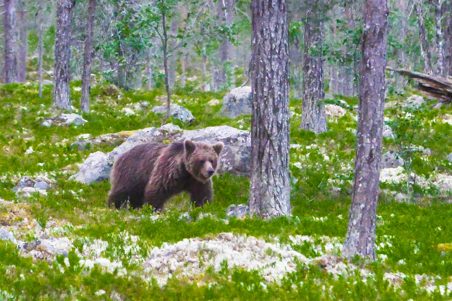 Bears Den - Emil-7